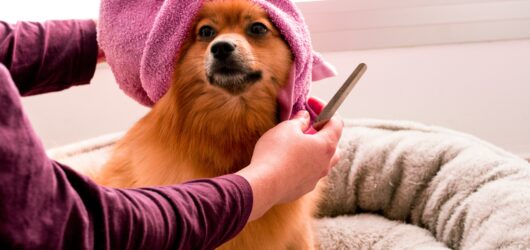The Ultimate Guide to Proper Dog Grooming: Tips and Benefits