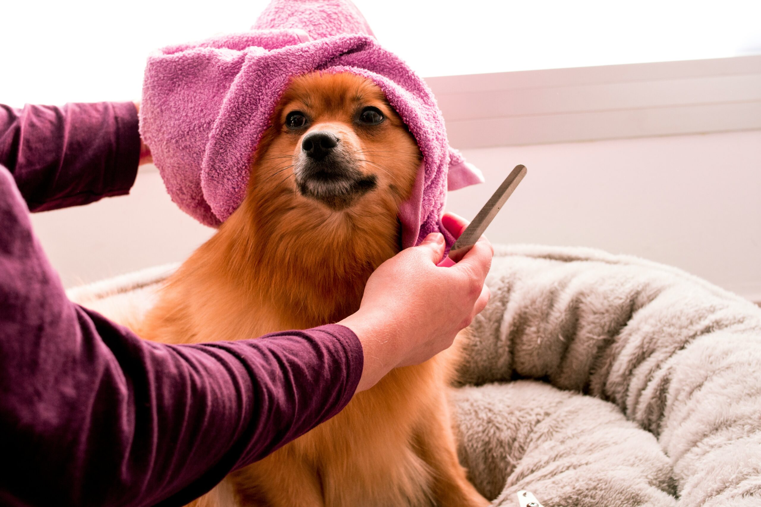 The Ultimate Guide to Proper Dog Grooming: Tips and Benefits