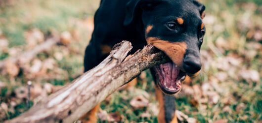 The Top 10 Dog Toys for Chewing Enthusiasts